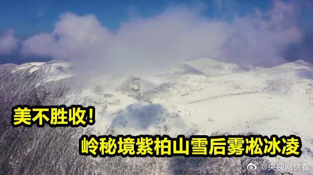 金刚鹦鹉逃生